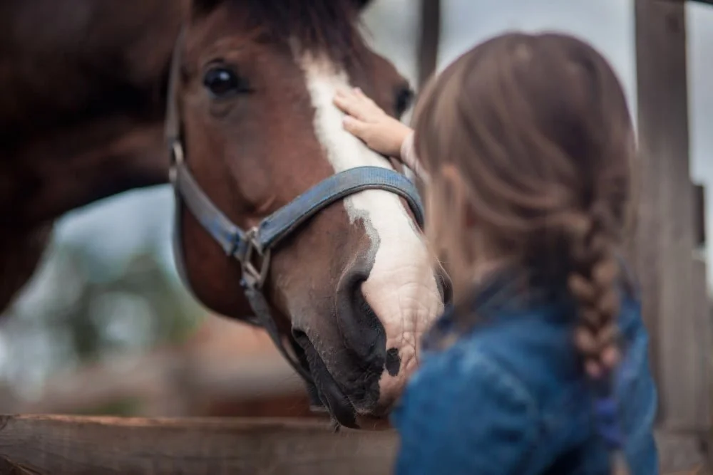 Pige der klapper en hest